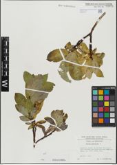 Foto von Salix hastata L.